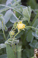 Frosty Drummonds Cinquefoil