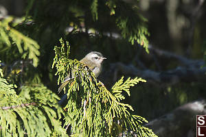 Juvenile Golden-Crowned Kinglet