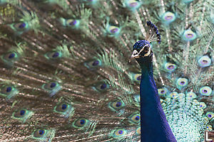 Male Peacock Strutting