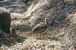 Peacock Chick Out With Mom