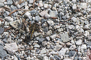 Dragonfly On Trail