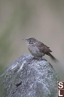 House Wren On Stone