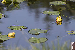 Yellow Pond Lily