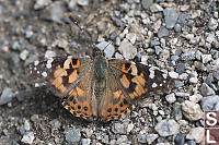 Painted Lady In Gravel