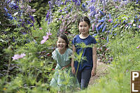 Walking In Flowers