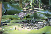 Juvinile Song Sparrow Hunting On Lily Pads