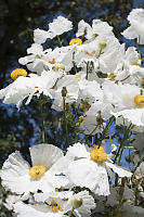 White Poppies