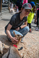 Nara Found Goat