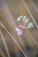 Nodding Onion