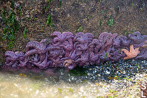 Wall Of Sea Stars