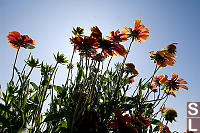 Brown Eyed Susans Undershot