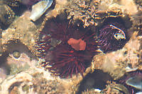 Red And Purple Sea Urchin