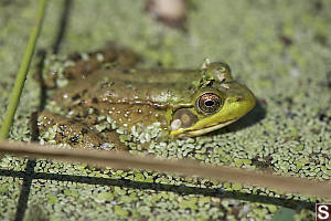 Green Frog Half Submerged