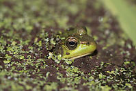 Green Frog Peaking From Algae