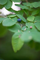Oval Leaf Blueberry