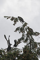 Juvenile And Adult Turkey Vulture Putting On Show