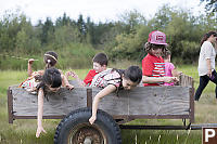 Picking Grass From Trailer