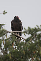 Portrait Of Turkey Vulture