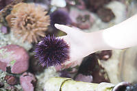 Sea Urchin Feet Out