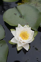 Water Lily