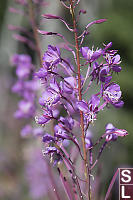 Fireweed