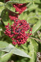 Red Elderberry