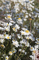 Roadside Oxeye Daisy