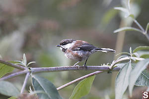 Chestnut Backed Chickadee