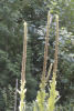 Woodpecker Eating Mullein