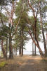 Arbutus Trees On Sidney Island