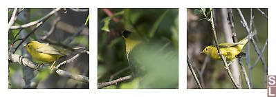 Wilsons Warbler