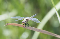 Dragonfly On Reed