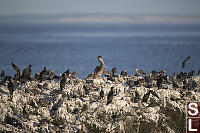 Heermanns Gull In Numbers