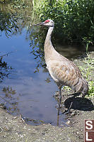 Parent Sandhill Crane