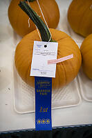 Best Pumpkin In Show