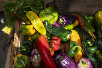 Colourful Peppers