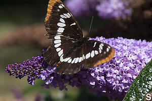 Lorquins Admiral On Butterfly Bush