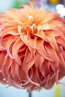 Fancy Chrysanthemum