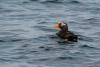 Non Breeding Tufted Puffin