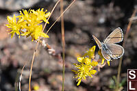 Annas Blue On Stonecrop Dorsal