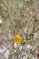 Blueleaf Cinquefoil