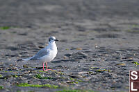 Bonapartes Gull