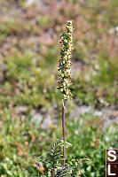 Bracted Lousewort In Seed