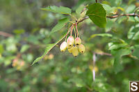Pacific Crabapple