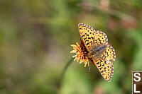 Pacific Fritillary