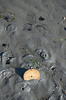 Sand Dollars At Surface