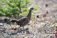 Sooty Grouse Juvinile Female