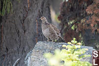 Sooty Grouse Mature Female