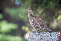 Sooty Grouse On Stone