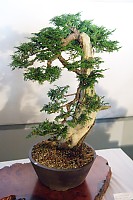 Bonsai With Exposed Wood